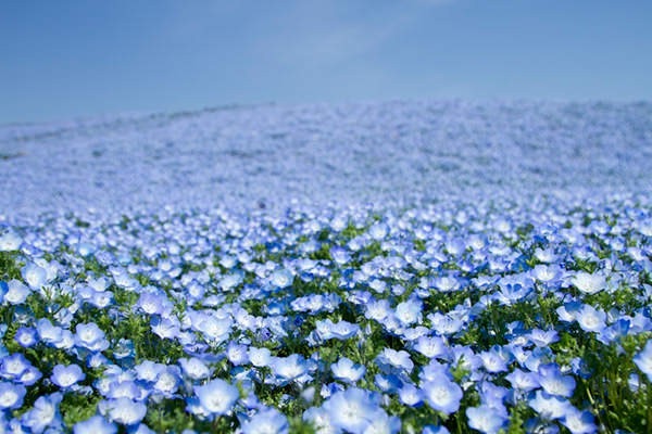 国営ひたち海浜公園 (ひたちなか市)