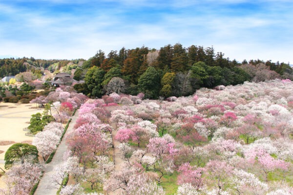 偕楽園 (水戸市)